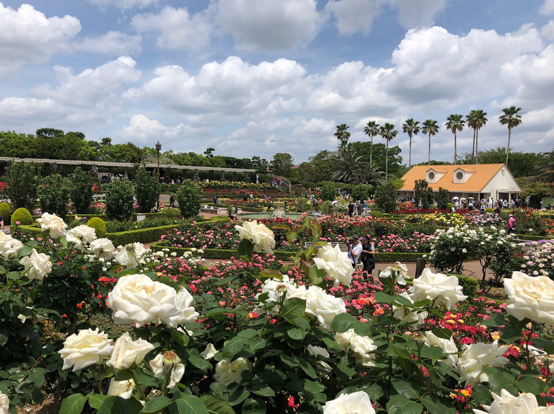 Yatsu Rose Garden-习志野市必去景点