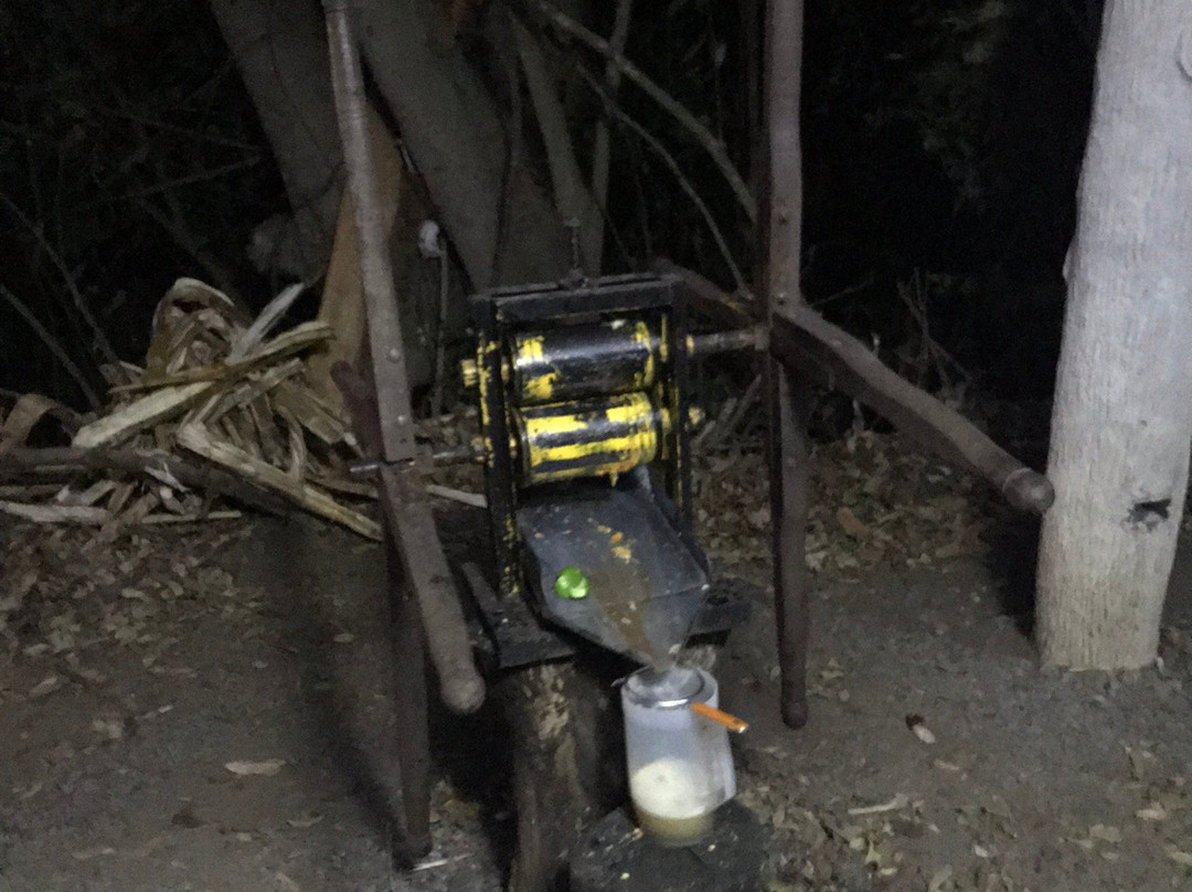 Coffee'N Jungle Night Tour-蒙特沃德必去景点