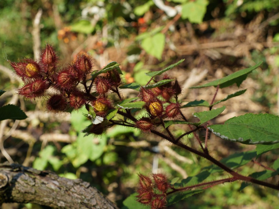 格雷弗尔芬旅游攻略图片