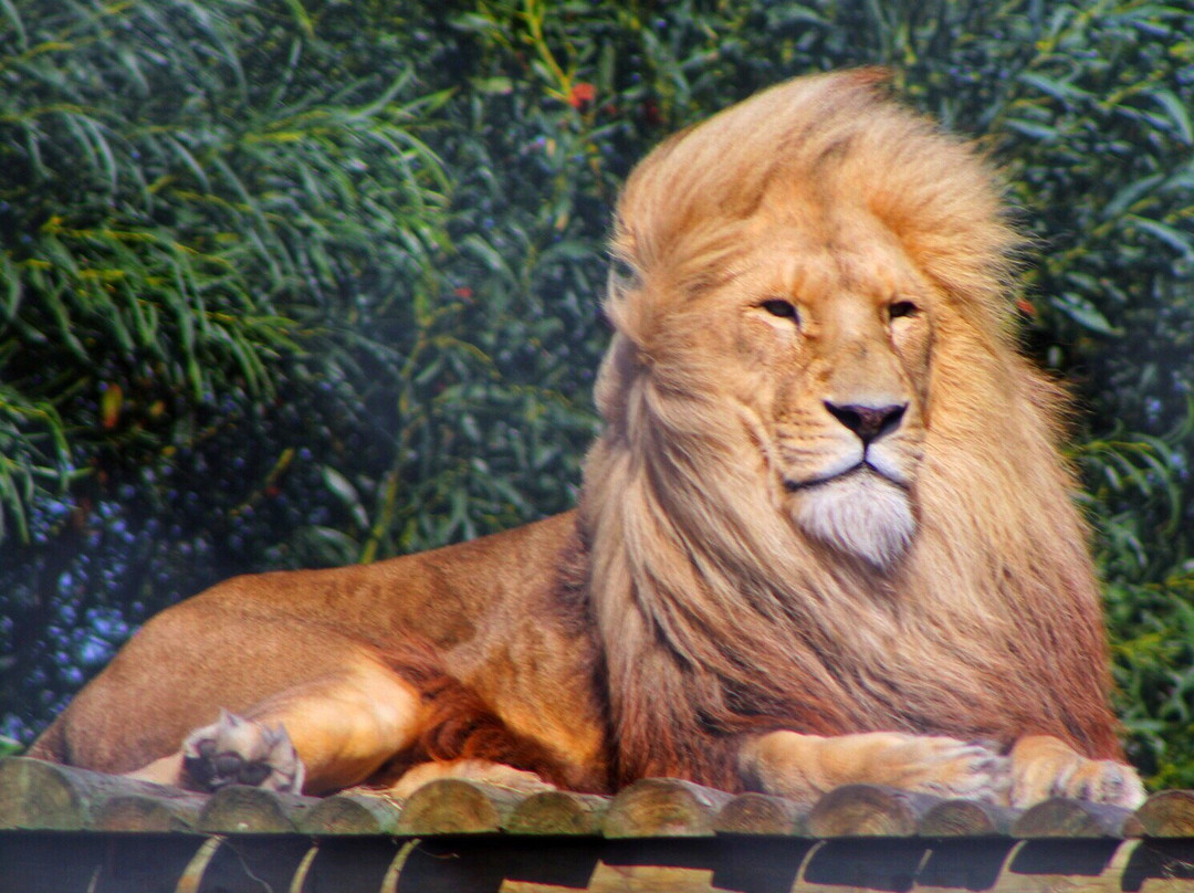 Panthera Africa - Big Cat Sanctuary景点图片