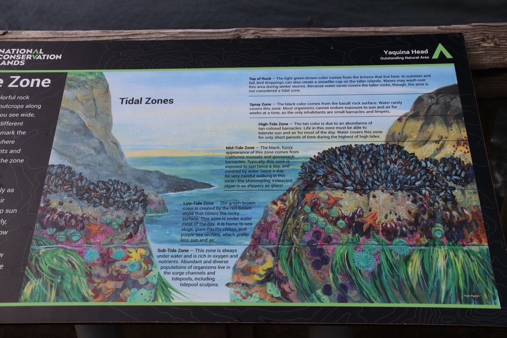 Cobble Beach-纽波特必去景点