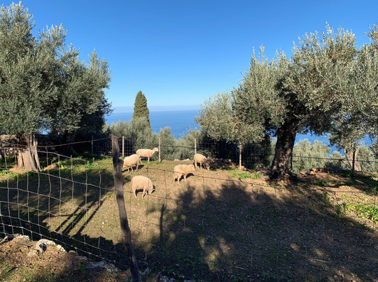 Monestir de Miramar-德亚必去景点