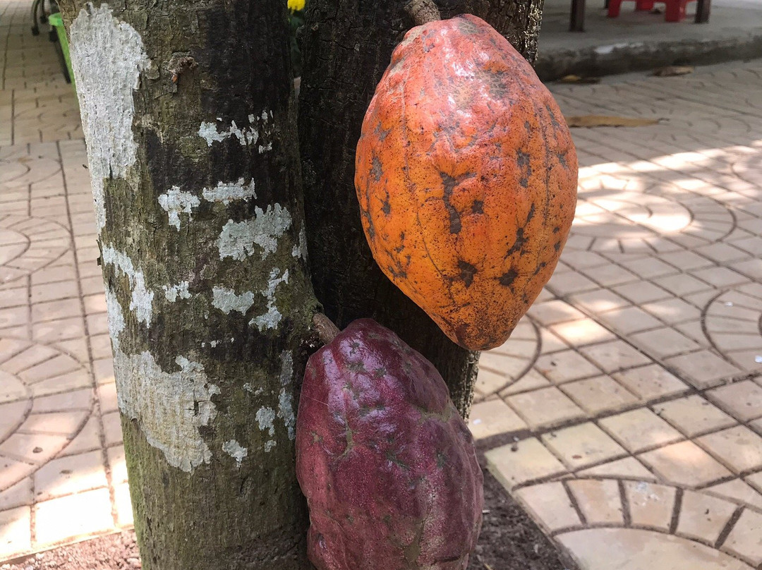Muoi Cuong Cocoa Farm景点图片
