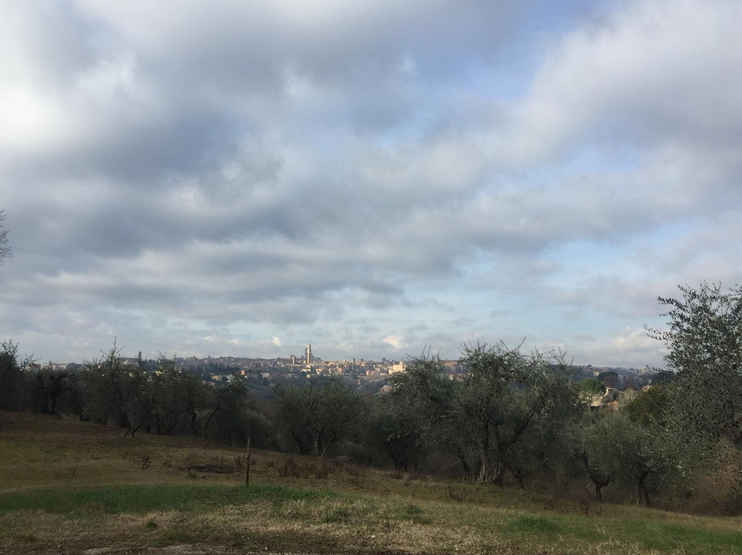 Villa Brandi景点图片