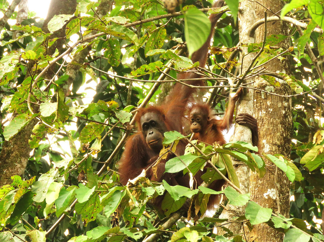 Tabin Lodge and Wildlife Rainforest Tour-拉哈达图必去景点