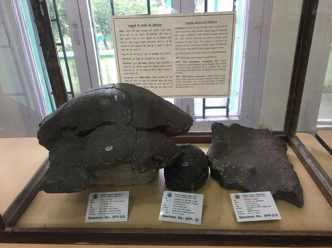 Suketi Fossil Park景点图片