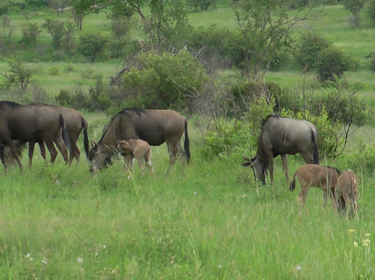 Weekdaysafaris-比勒陀利亚必去景点