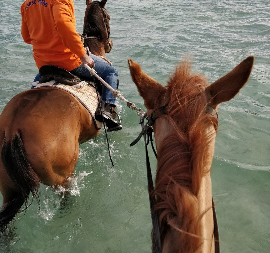 The Stable-沙姆沙伊赫必去景点