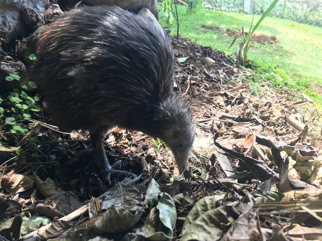 Whangarei Native Bird Recovery Centre景点图片