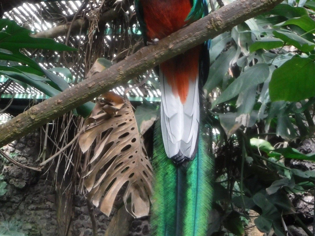 El Nido Aviario景点图片