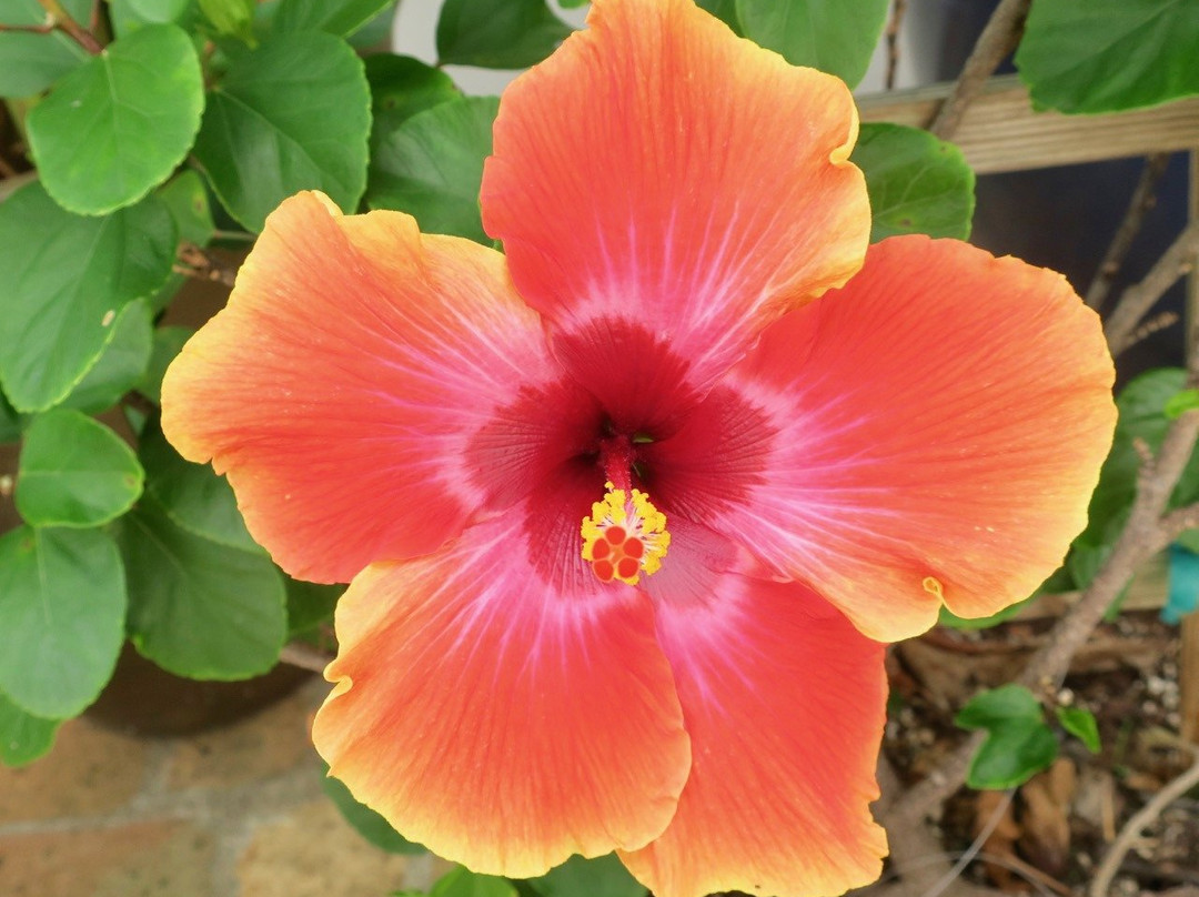 At Home In The Tropics主图