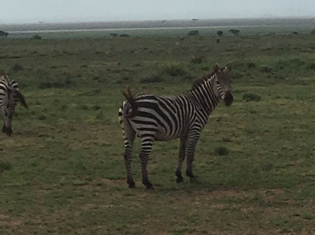 Selenkay Conservancy-Amboseli Eco-system必去景点