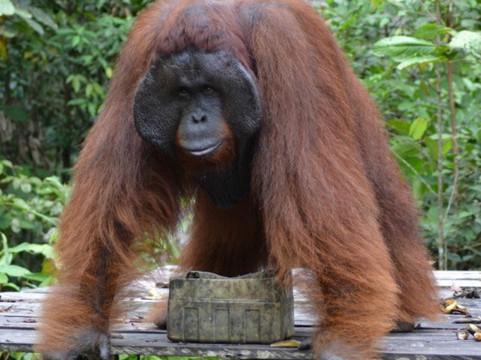 Tanjung Puting Tour-Pangkalan Bun必去景点
