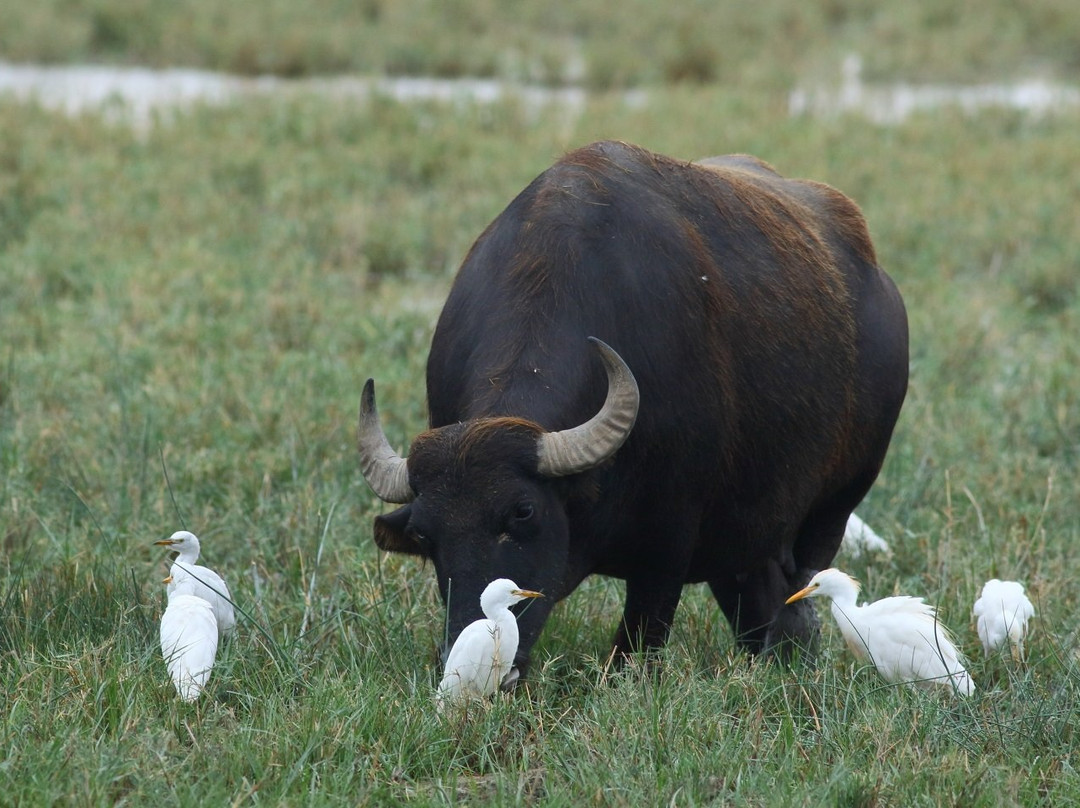 Wings of Hungary - birding and nature tours景点图片