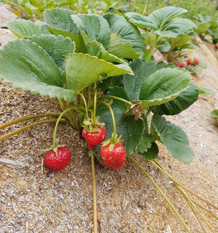 Otway Strawberries-Gellibrand必去景点
