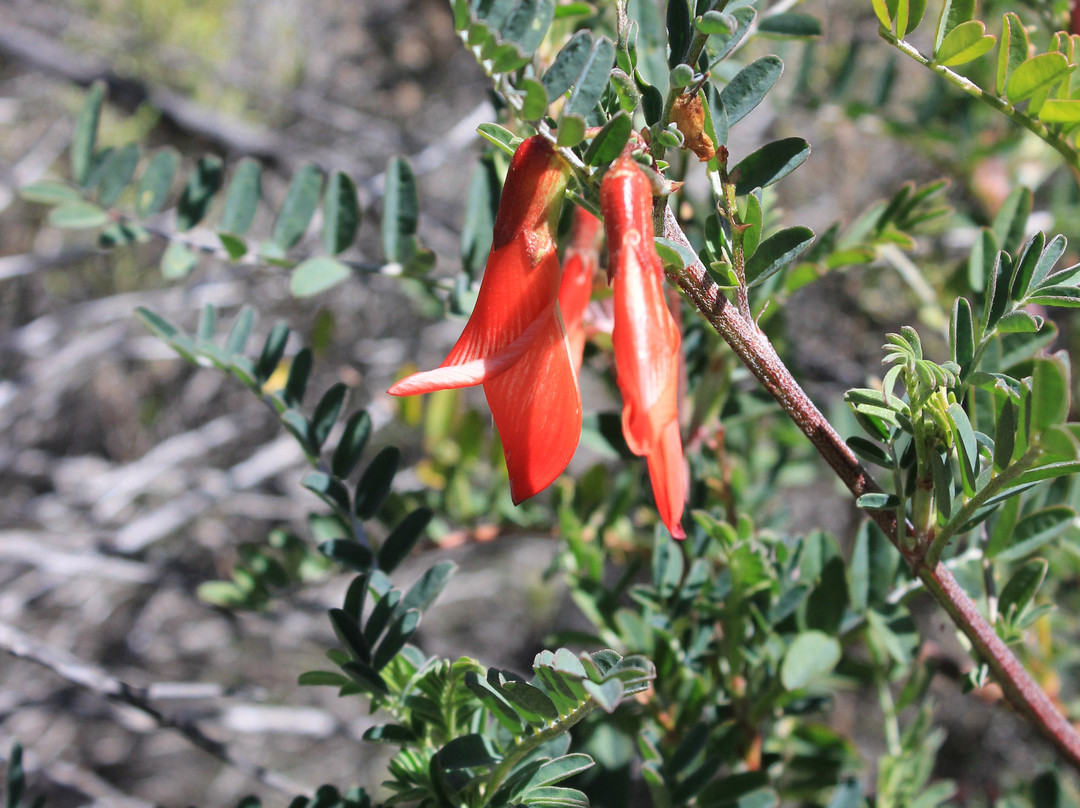 Oorlogskloof Nature Reserve-Nieuwoudtville必去景点