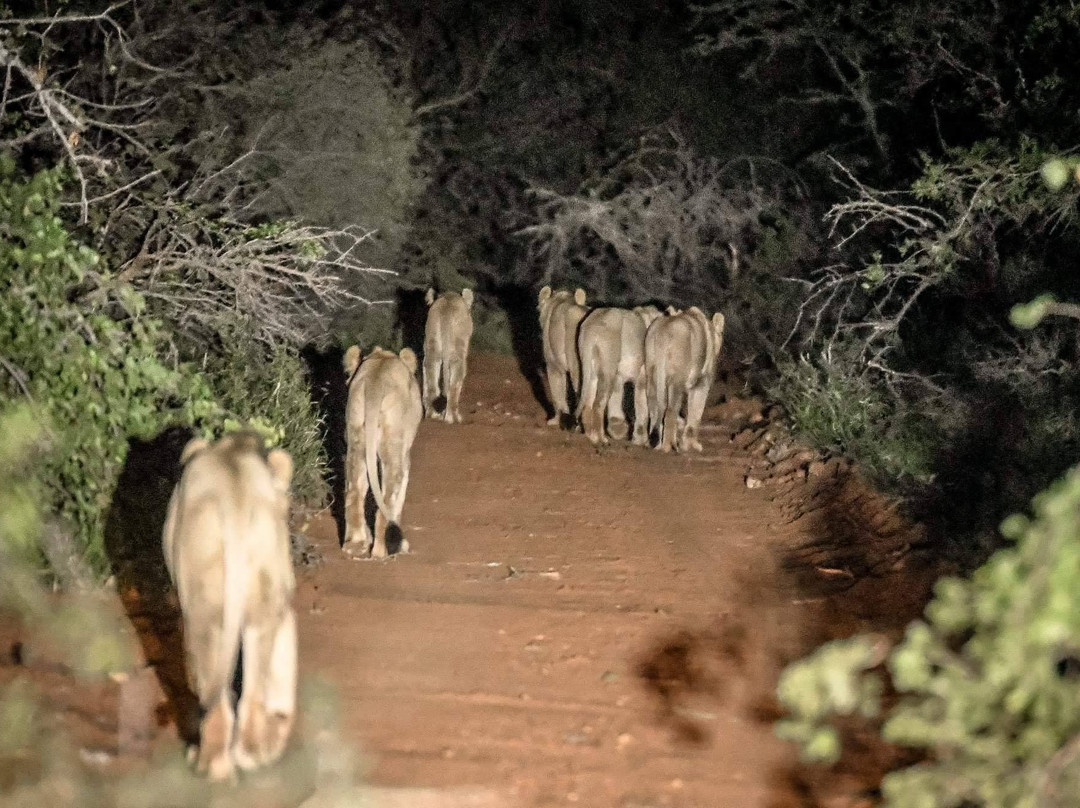 Kruger National Park Night Drive-玛洛斯帕克必去景点