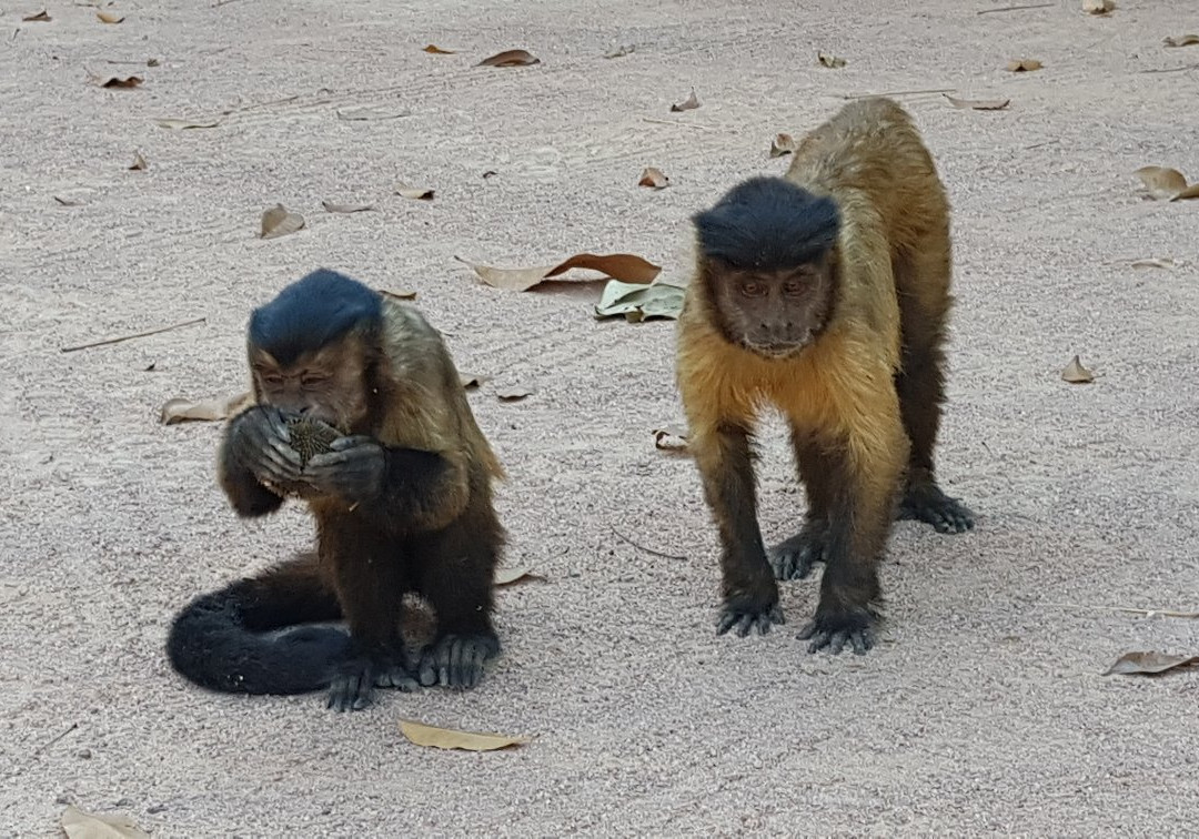 Parque Florestal de Sinop景点图片