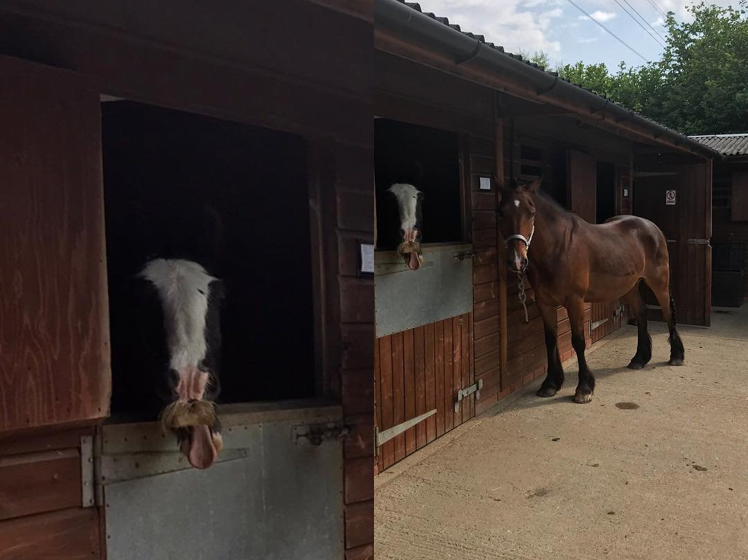 Catherington Equestrian Centre景点图片