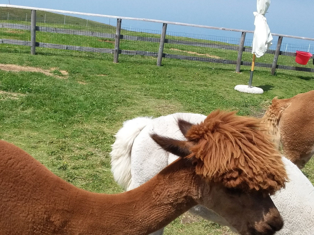 马切尔西涅旅游景点-Elalpaca