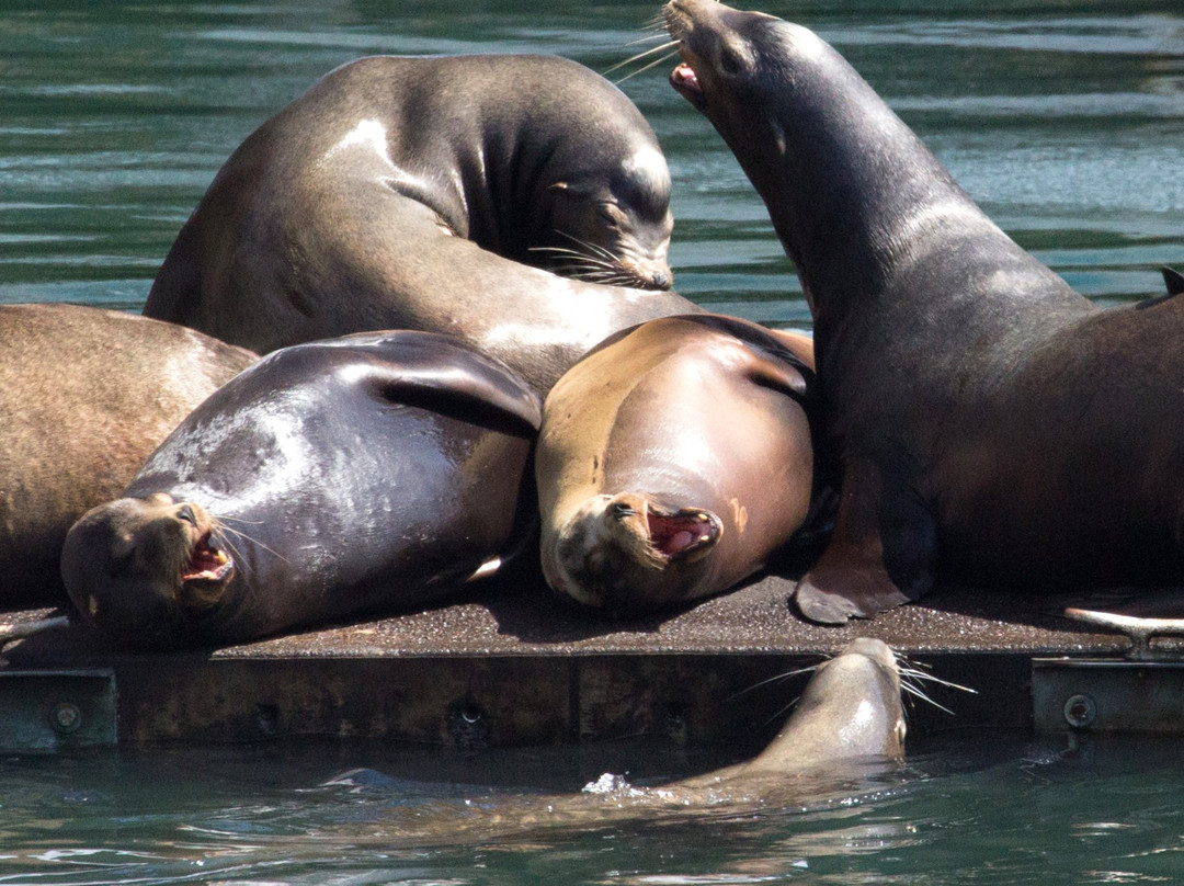 Newport Bay Fishing Pier-纽波特必去景点
