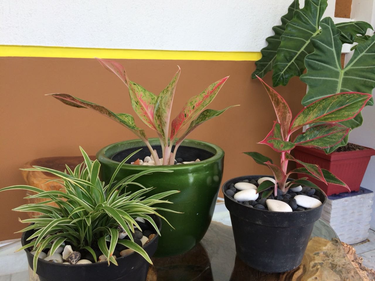 Ahlen Pangandaran-官方