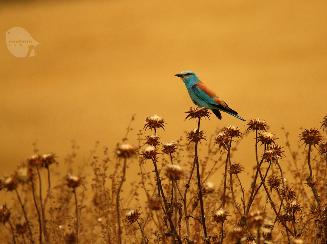 Ecotono Birding景点图片