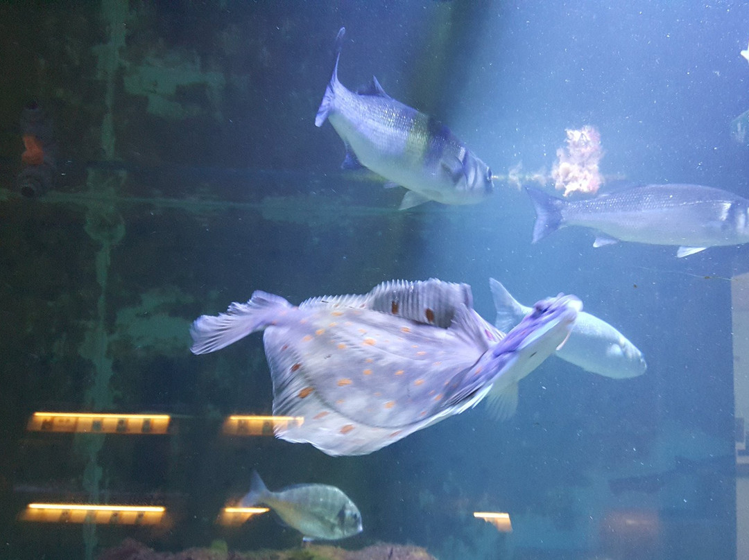 Nordseeaquarium Borkum景点图片