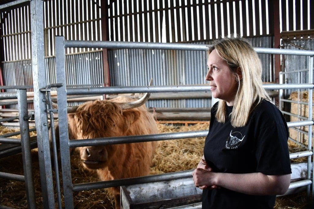 Banchory旅游景点-Aberdeenshire Highland Beef