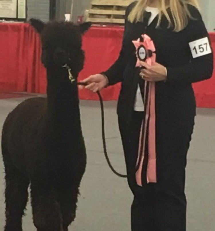 Pacabella Farm Alpacas & Boutique-Wirtz必去景点