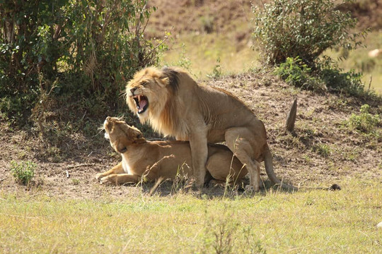 Amazing Memories Safaris-内罗毕必去景点