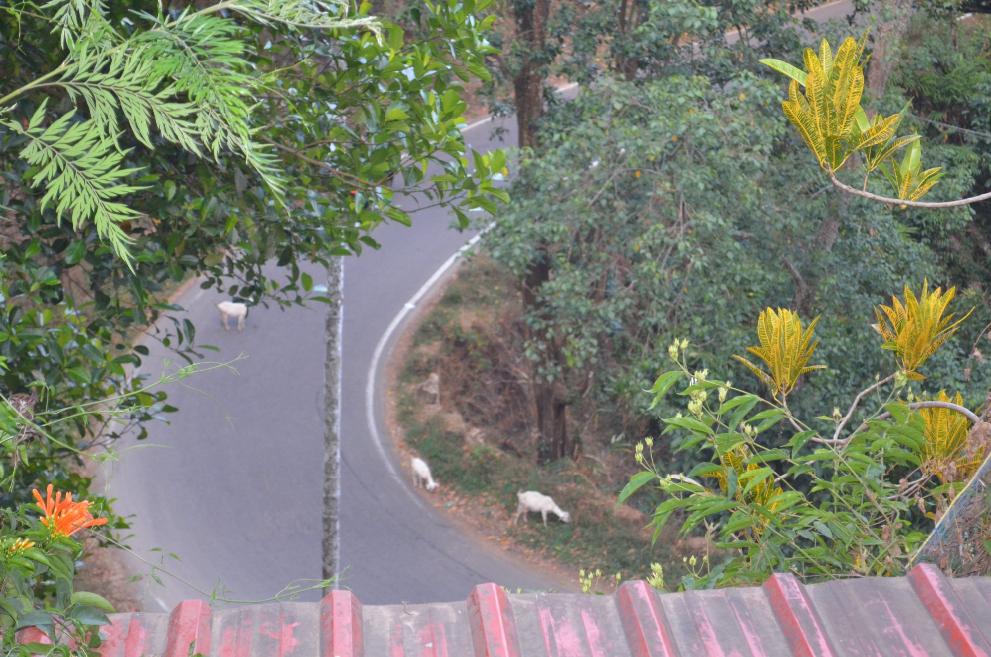 The Whispering Meadows Munnar-酒店景观