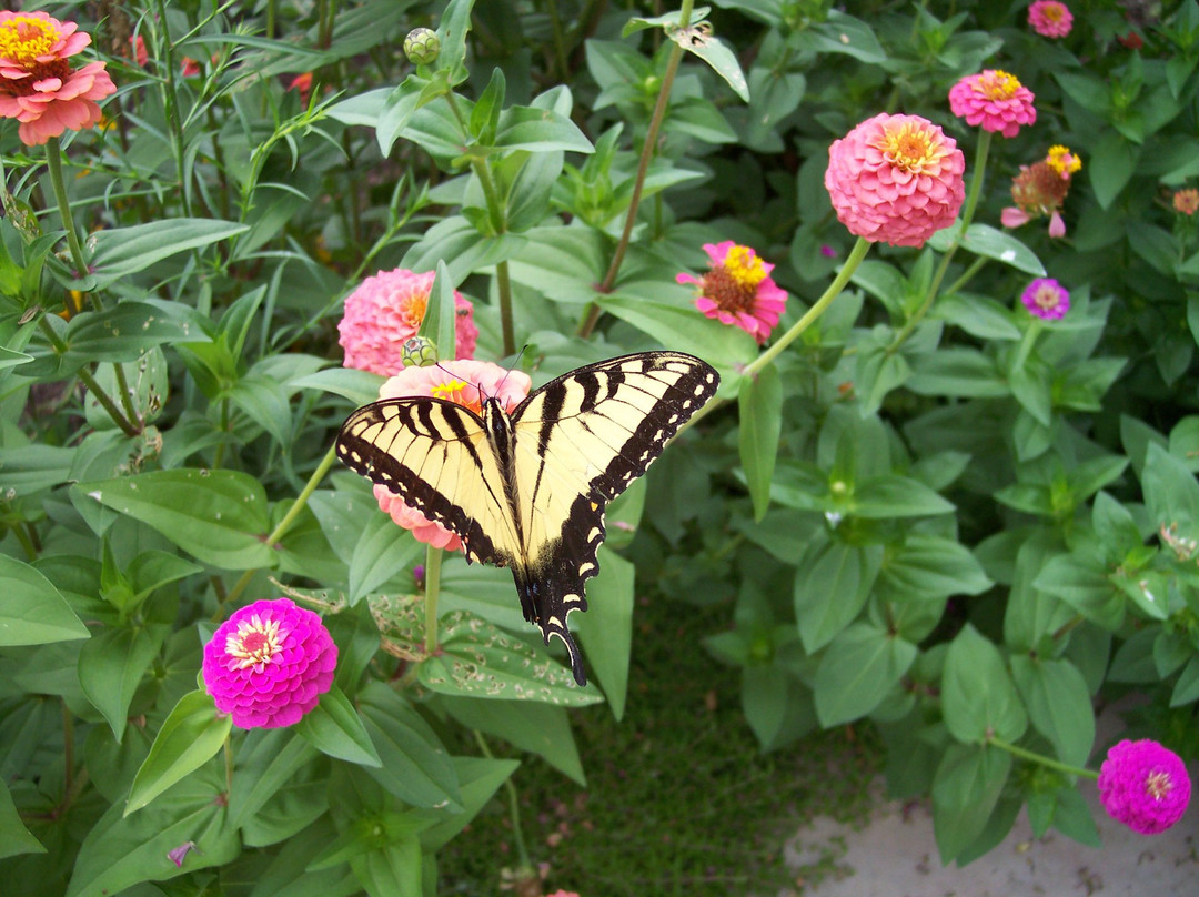 Starry Nights Inn主图