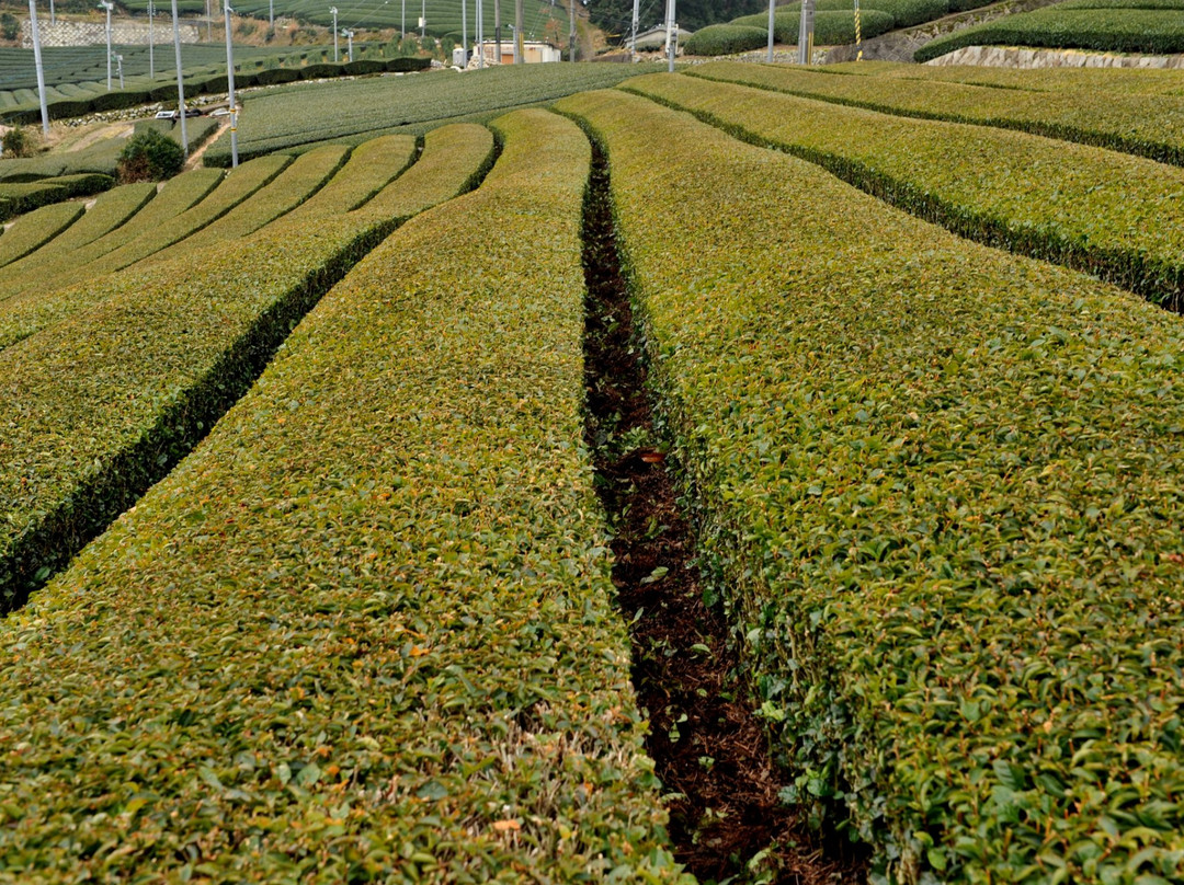 Ishitera Tea Plantation景点图片