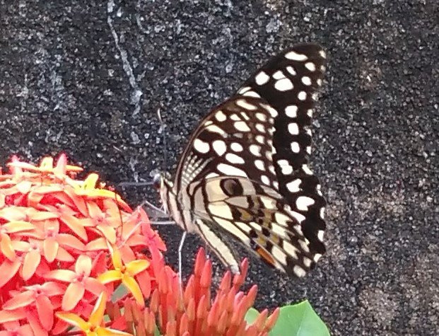 Tata Steel Zoological Park景点图片