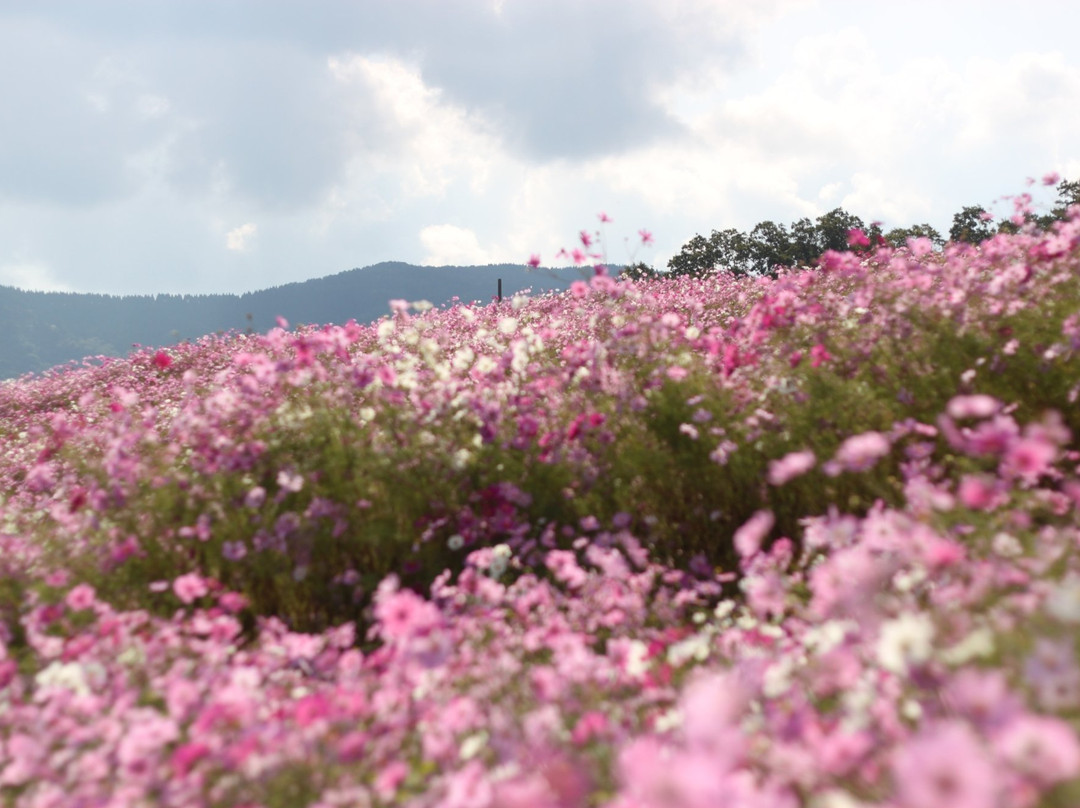 Yumenotaira Ski Resort景点图片