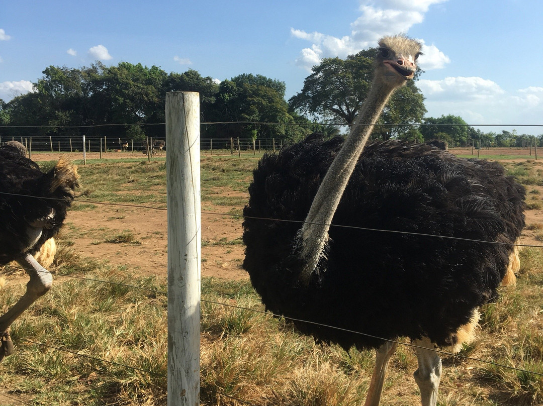 Parque Avestruz-Puerto Lopez必去景点