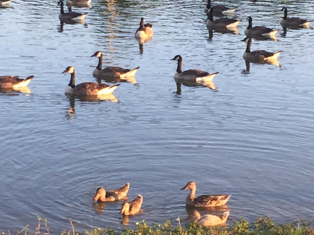 Westminster Community Pond-Westminster必去景点