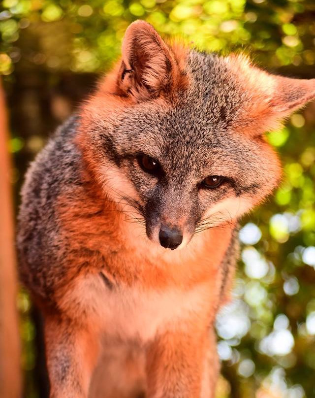 Applegate Park Zoo-默塞德必去景点