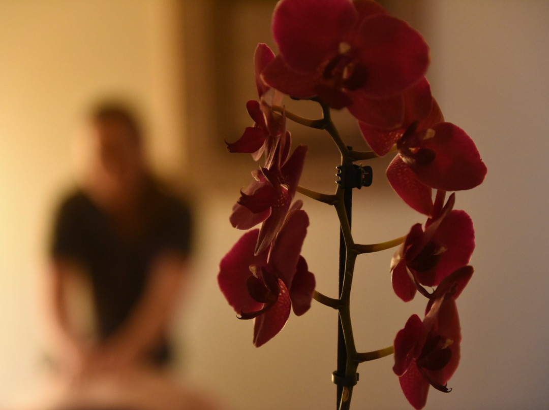 Adjust Massage景点图片