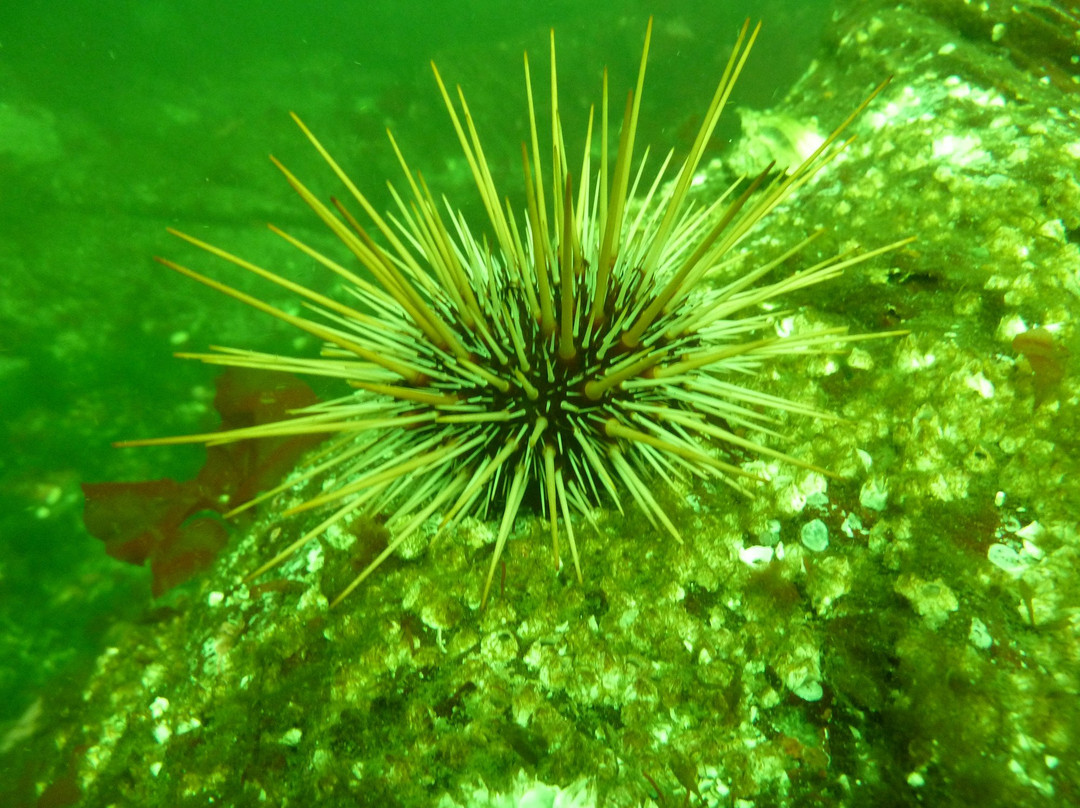 Nanaimo Dive Outfitters-纳奈莫必去景点