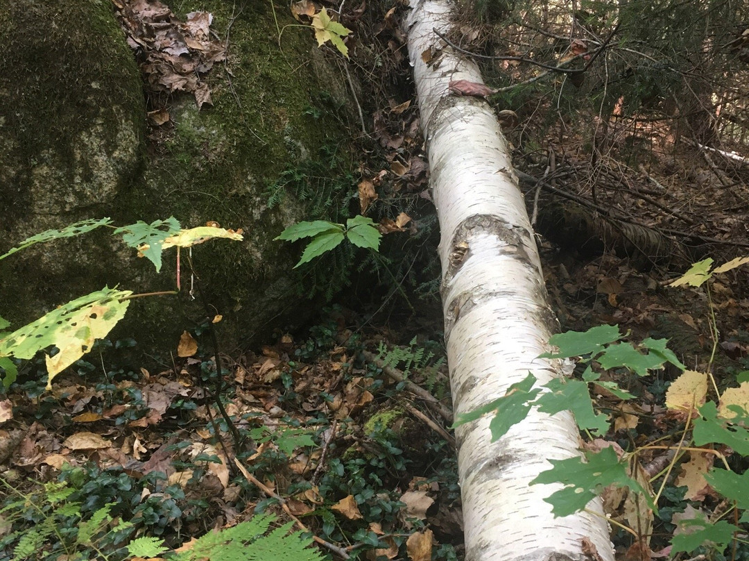 Brewster Peninsula Nature Trails-普莱西德湖必去景点