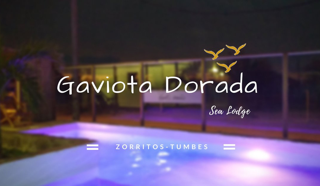 Gaviota Dorada
