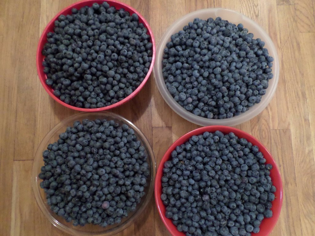 Border Country Berries-Sault Ste. Marie必去景点