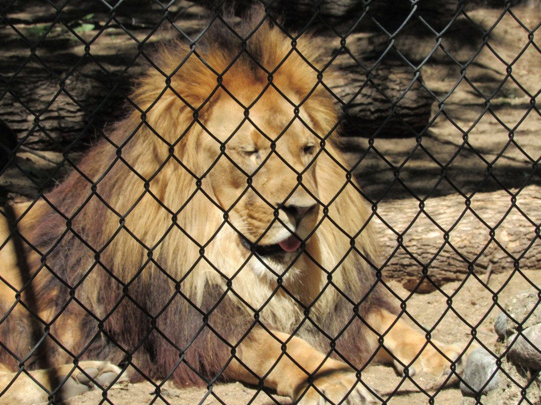 Roosevelt Park Zoo-Minot必去景点
