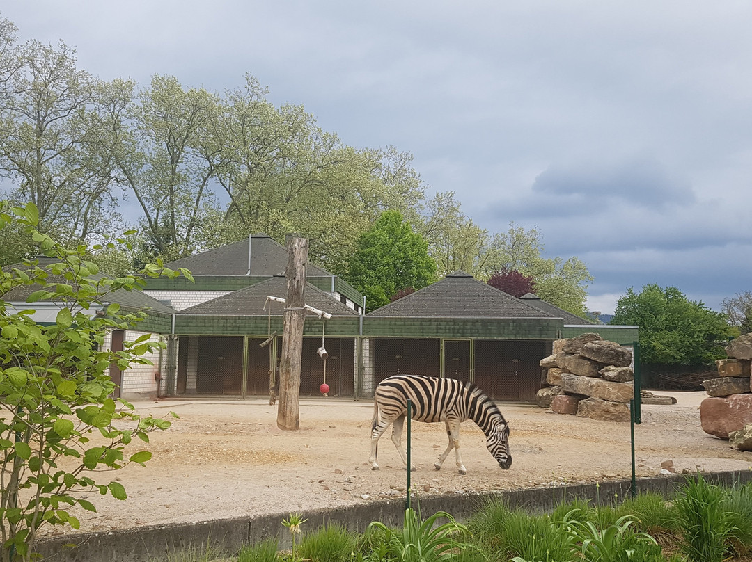 Zoo Heidelberg景点图片