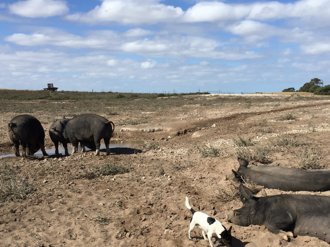 Cummins旅游景点-Minniribbie Farm