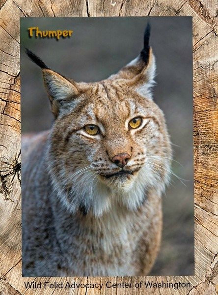 Wild Felid Advocacy Center of Washington景点图片