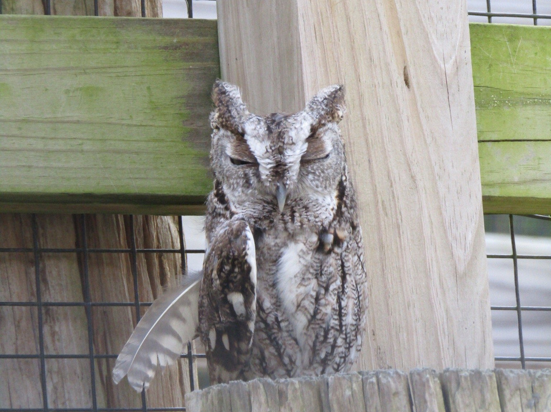 TreeHouse Wildlife Center-Dow必去景点