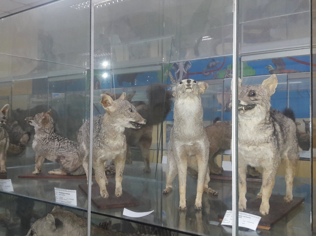 Museum of Zoology-特鲁希略必去景点